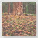 Search for growth coasters Botanical
