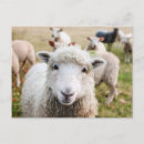Search for cute sheep postcards Lamb