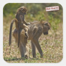 Search for baboon stickers Wildlife