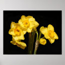 Search for jonquil posters Flower