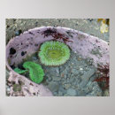 Search for pacific northwest posters Wildlife