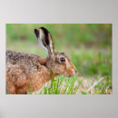 Search for hare posters Wild