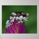 Search for frog posters Wildlife