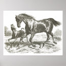 Search for white horse running posters Nature