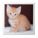 Search for pet photo tiles Kitten