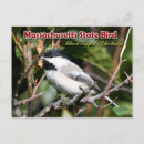 Search for chickadee postcards Songbird