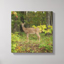 Search for wild deer canvas prints Animal