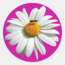 Search for bee on daisy stickers Flower