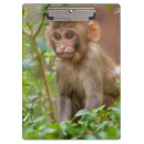 Search for rhesus India