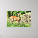 Search for fawn canvas prints Doe