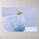 Search for ursus maritimus posters Nanook