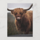 Search for scottish highland cow postcards Cattle
