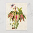 Search for antique butterfly illustration postcards Floral