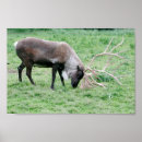 Search for caribou art Animals