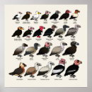 Search for cute turkey posters Bird