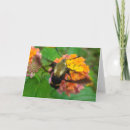 Search for humming cards Nature