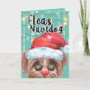 Search for the flea cards Funny