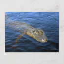 Search for gators postcards Reptile