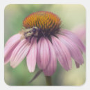 Search for purple coneflower stickers Pink