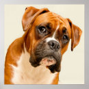 Search for backdrops posters Portrait
