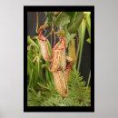 Search for carnivorous posters Flora