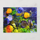 Search for aquatic postcards Fish