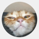 Search for tiger face stickers Orange