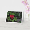 Search for single red rose cards Flower