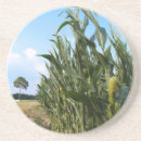 Search for corn coasters Field