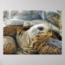 Search for tortoise posters Giant tortoises