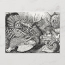 Search for game postcards Animals