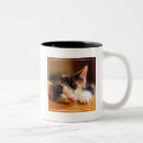 Search for sleeping kitty mugs Kitten