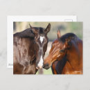 Search for horse sports postcards Meeting