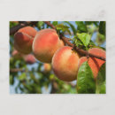 Search for breeders postcards Farmer