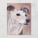 Search for whippet dog postcards Puppy