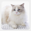 Search for ragdoll stickers Feline