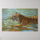 Search for cat swimming posters Feline