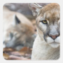 Search for puma stickers Predator