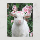 Search for pet goat postcards Pets