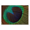 Search for peacock feathers Photography