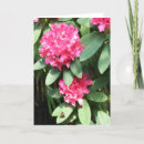 Search for rhododendrons cards Flowers