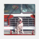 Search for bull magnets Apbt