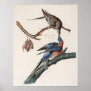 Search for audubon birds posters Drawing