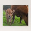Search for dairy farm puzzles Calf