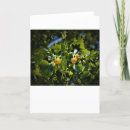Search for flowering tree cards Bloom