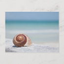 Search for florida seashells postcards Waves