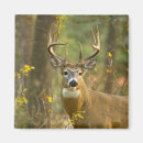 Search for deer buck magnets Forest