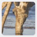 Search for giraffa stickers Nature