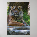 Search for tony art Tiger