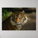 Search for stare posters Wild